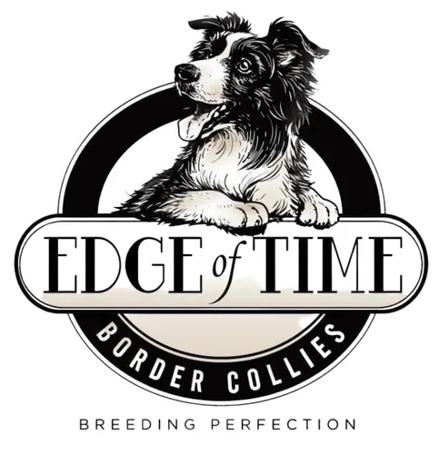 Edge of Time Border Collies