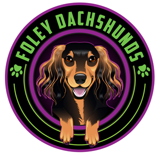 Foley Dachshunds