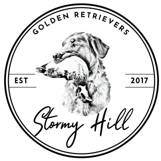 Stormy Hill Golden Retrievers