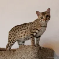 Quality Bengal Kittens